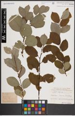 Foto von Salix caprea L.